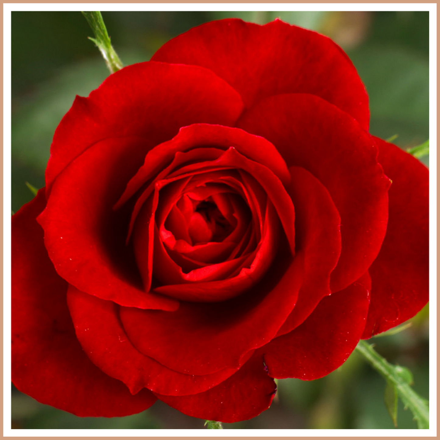 Rose Fragrance Oil