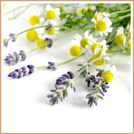 Lavender and Chamomile Fragrance Oil