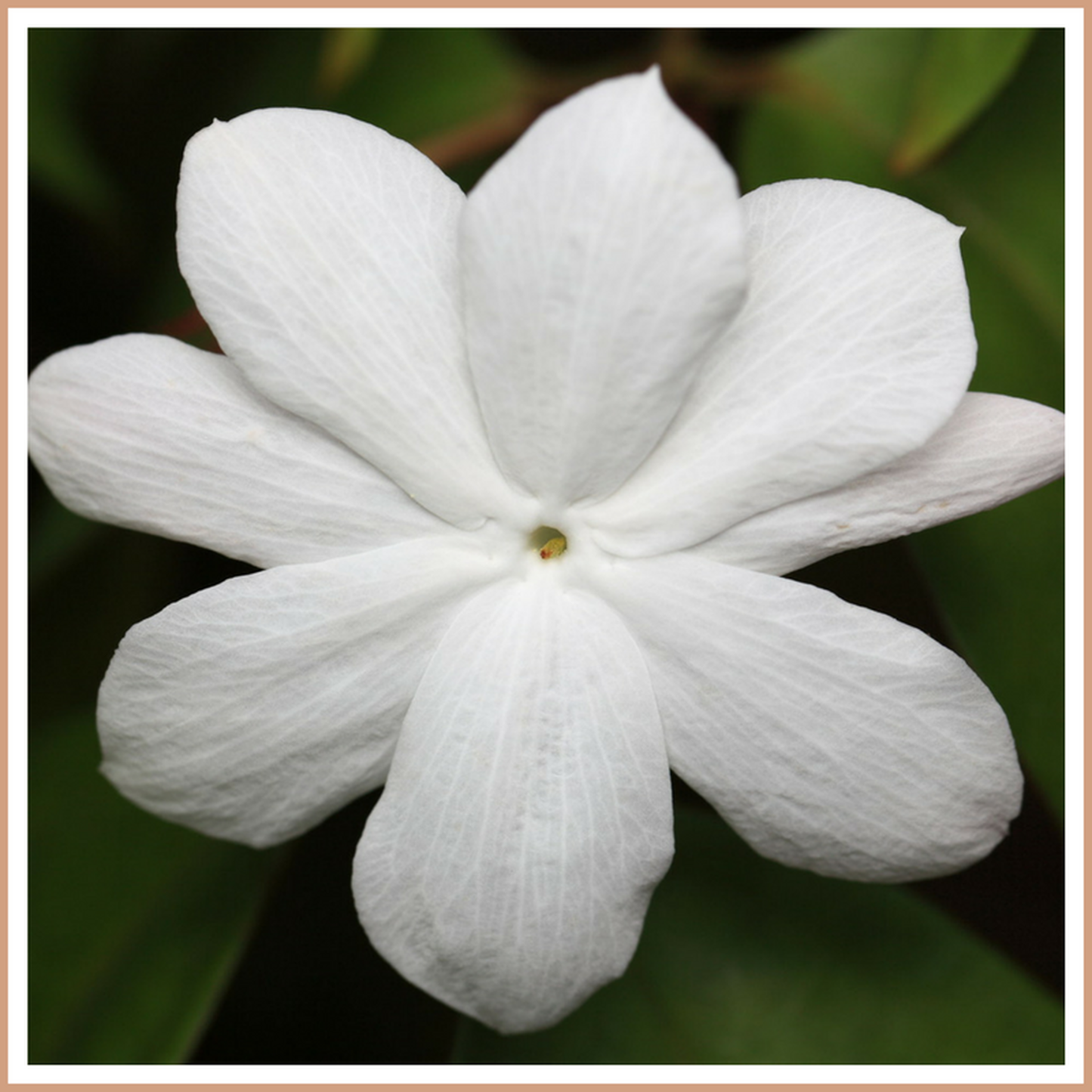 Jasmine Fragrance Oil