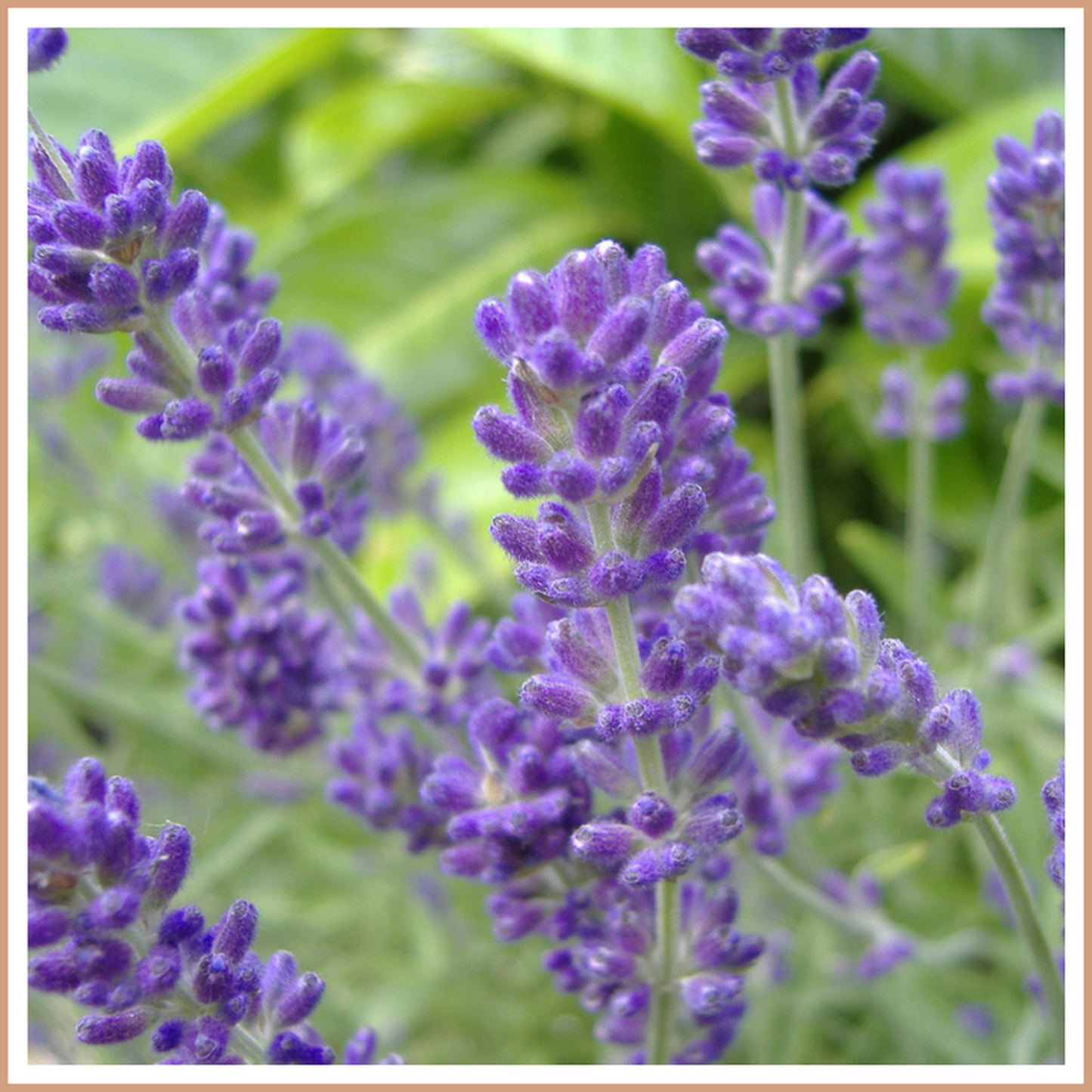 Lavender Fragrance Oil